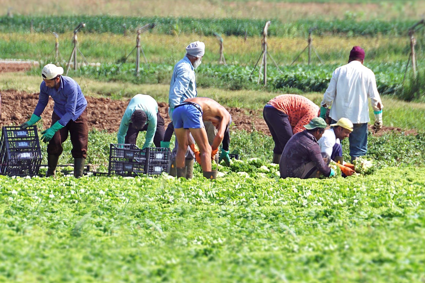 L’agricoltura italiana ed il rispetto verso il suo asse portante